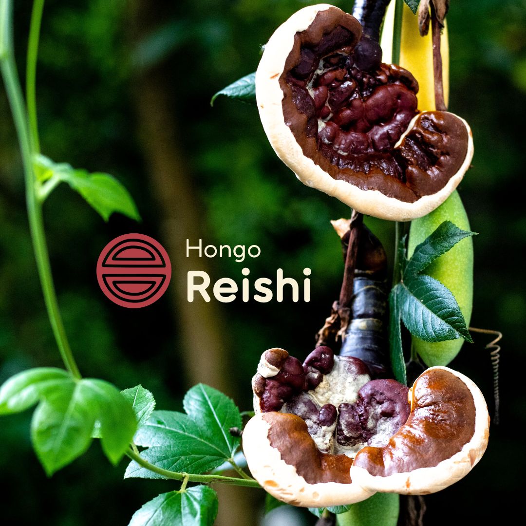 Reishi