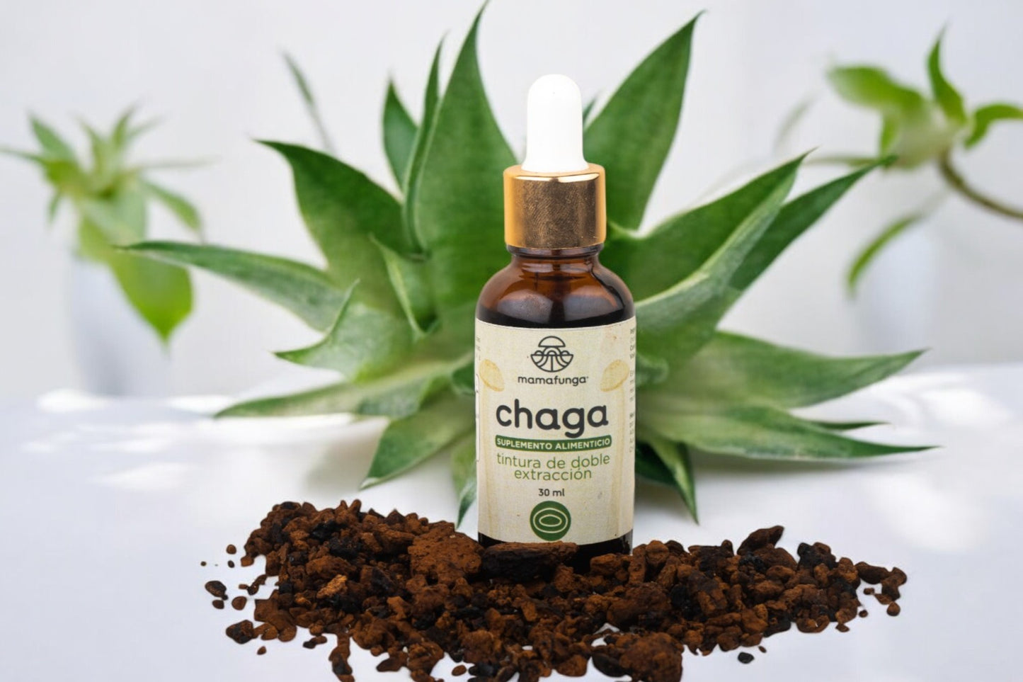 Chaga